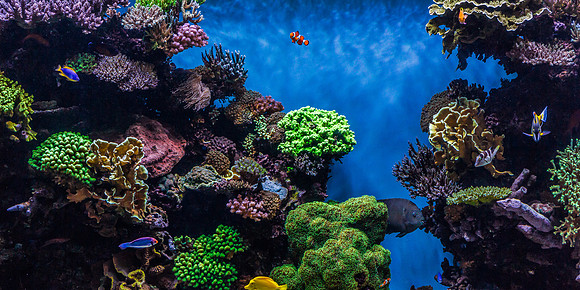 Monterey Aquarium