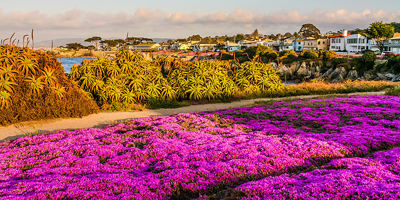Pacific Grove Iceplant