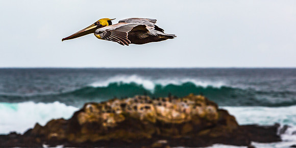 Soaring Pelican