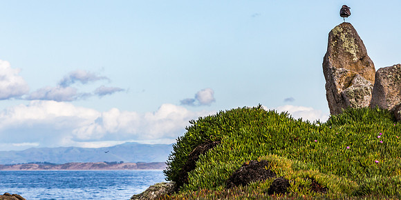Pacific Grove Gull