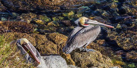 Monterey Marina Pelicans