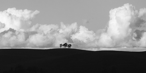 3 Trees