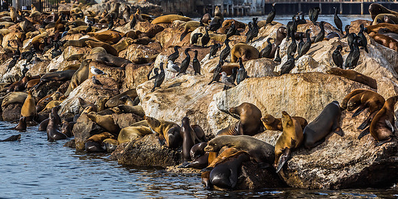 Monterey Sea Lions