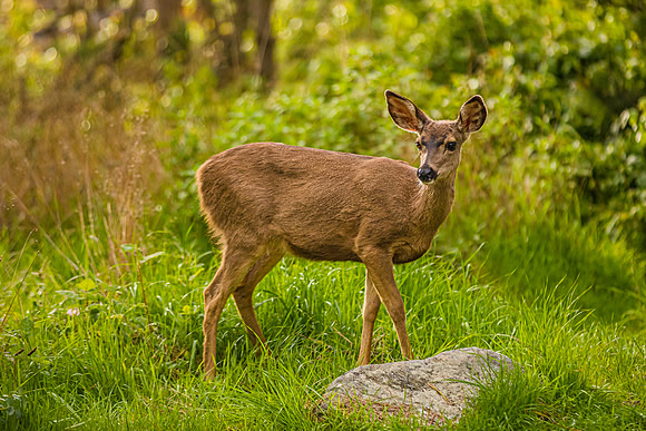 Deer in Pt Lobos State Park