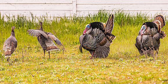 Wild Turkeys in Prunedale