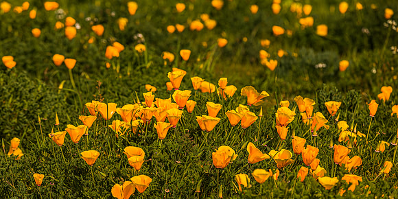 Prunedale Poppies