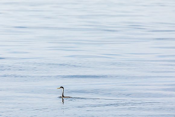 Lone Seabird in Monterey Bay