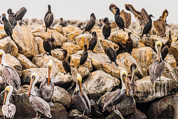Moss landing Jetty Birdlife