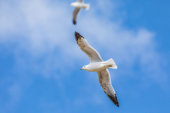 Soaring Gulls