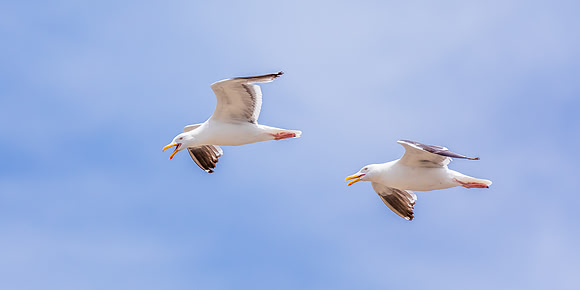 Soaring Pair of Gulls