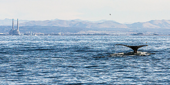Humpback Whales off Moss landing