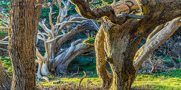 Ghost Trees at Point Lobos State Park