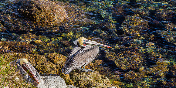 Pelicans at Fisherman's Wharf Monterey