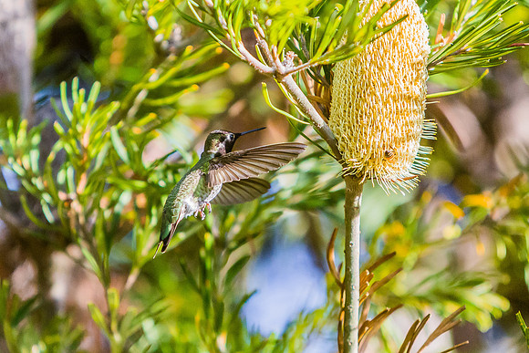 Feeding Hummingbird