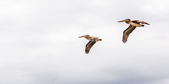 Pair of Pelicans