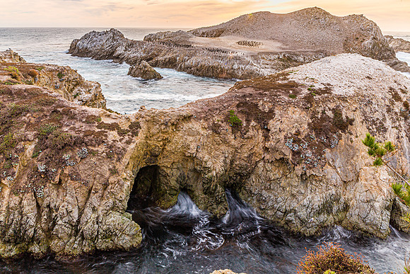 Bird Rock Point Lobos
