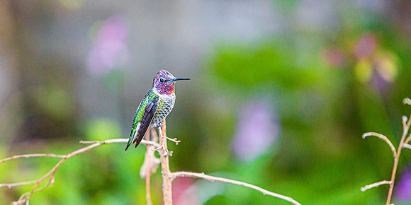 Resting Hummingbird