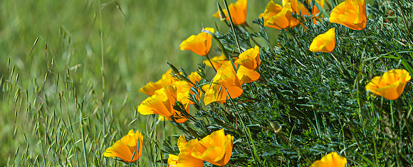 Prunedale poppies