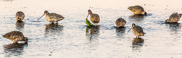 Seabirds
