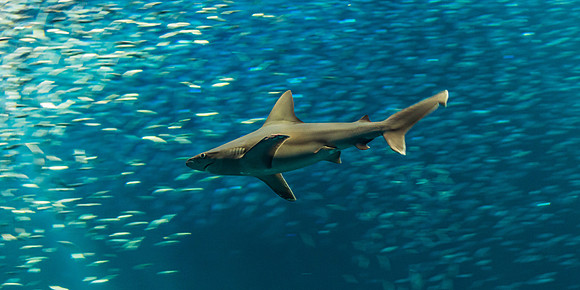 Monterey_Aquarium_Shark
