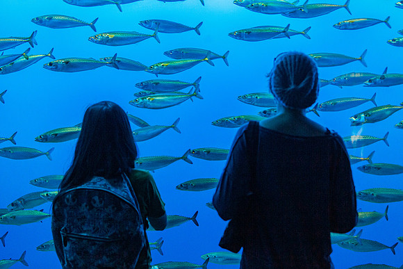 Monterey Aquarium Outer Bay Exhibit