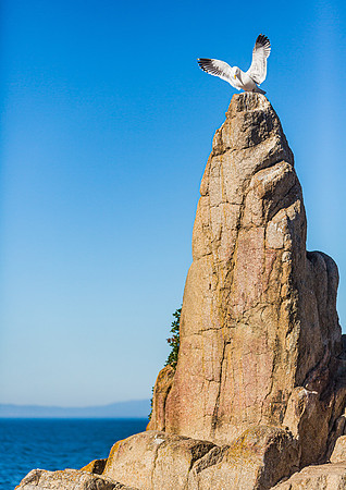 Lover's Point Gull