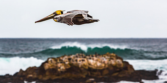 Soaring Pelican