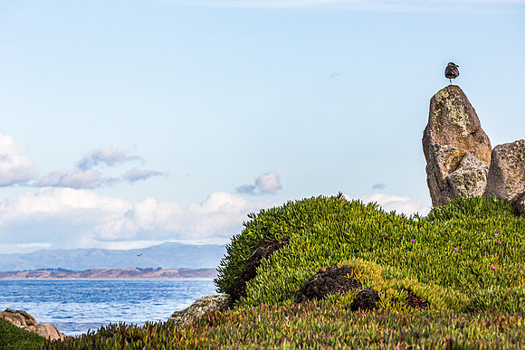 Lone Gull Pacific Grove