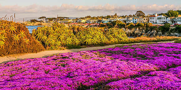 Pacific Grove Ice Plant