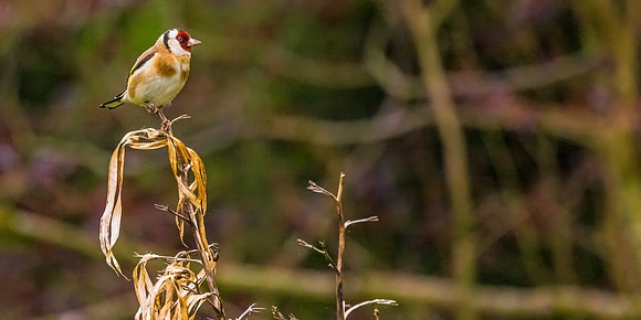 Goldfinch