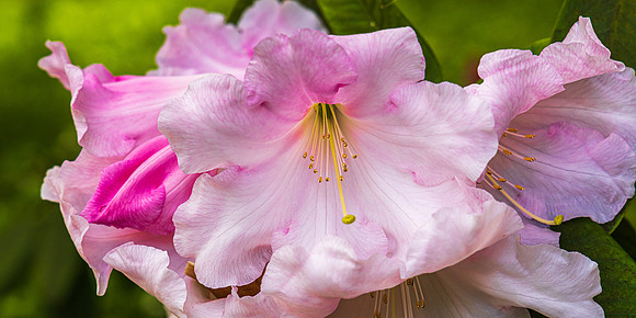 Lismore_Castle_and_Gardens