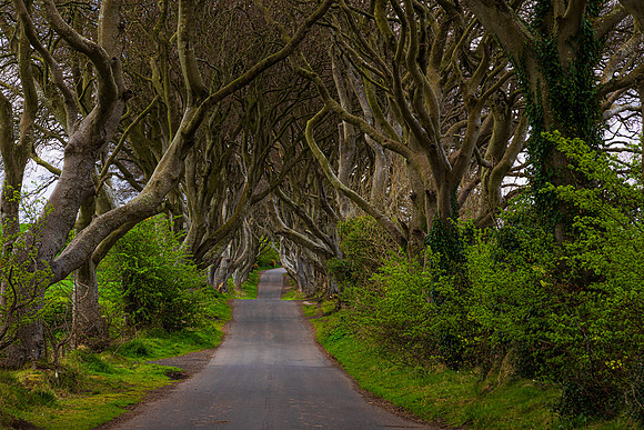 Dark Hedges